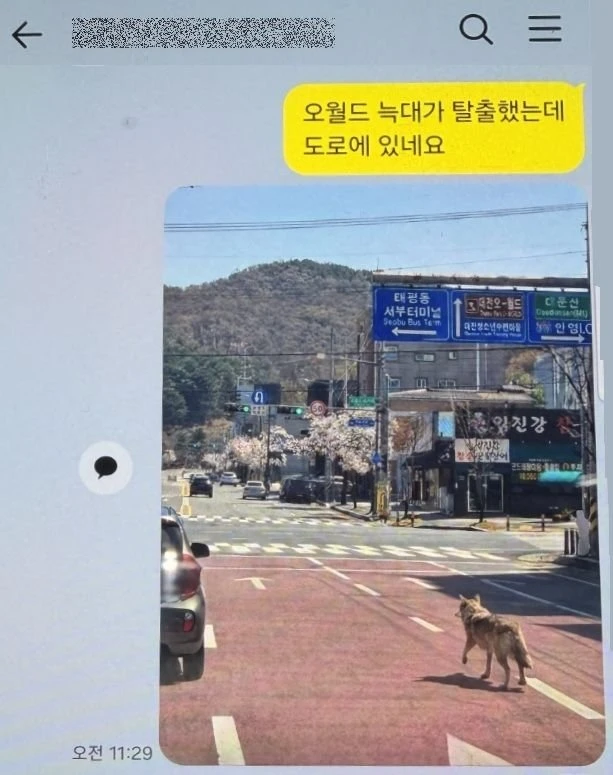 AI로 가짜 늑구 사진 만들어 유포한 40대 검거