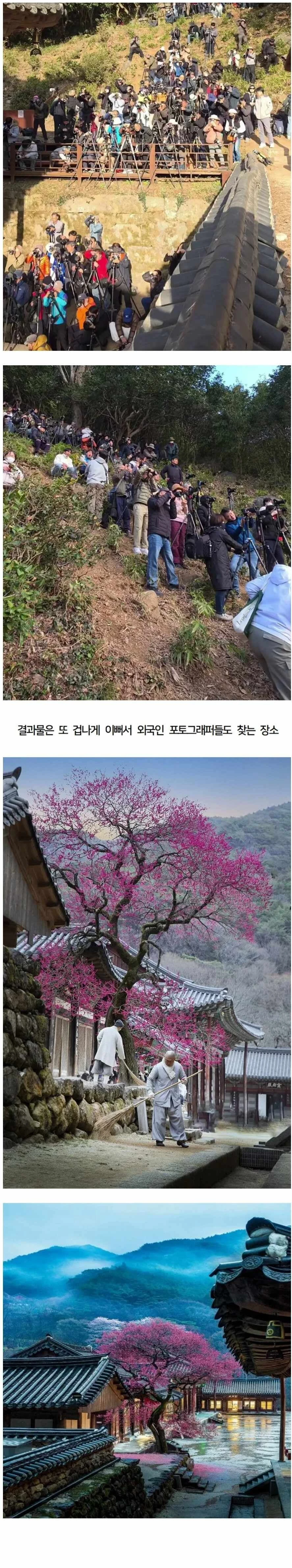 몸살을 앓고 있는 화엄사 홍매화.jpg