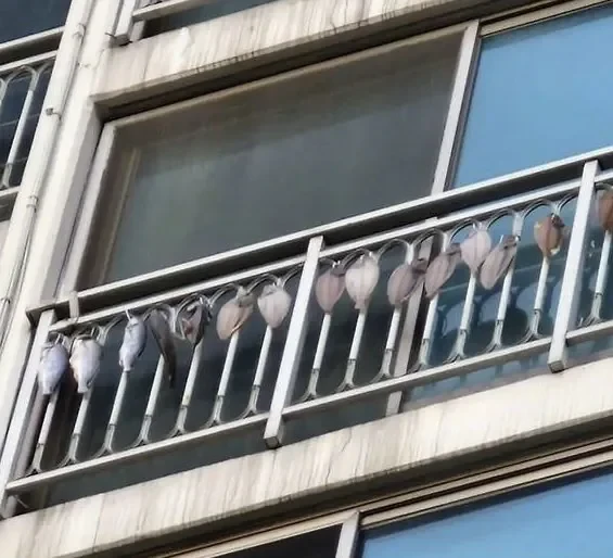윗집에서 냄새가 나서 보니 이랬다고 ㄷㄷ..jpg