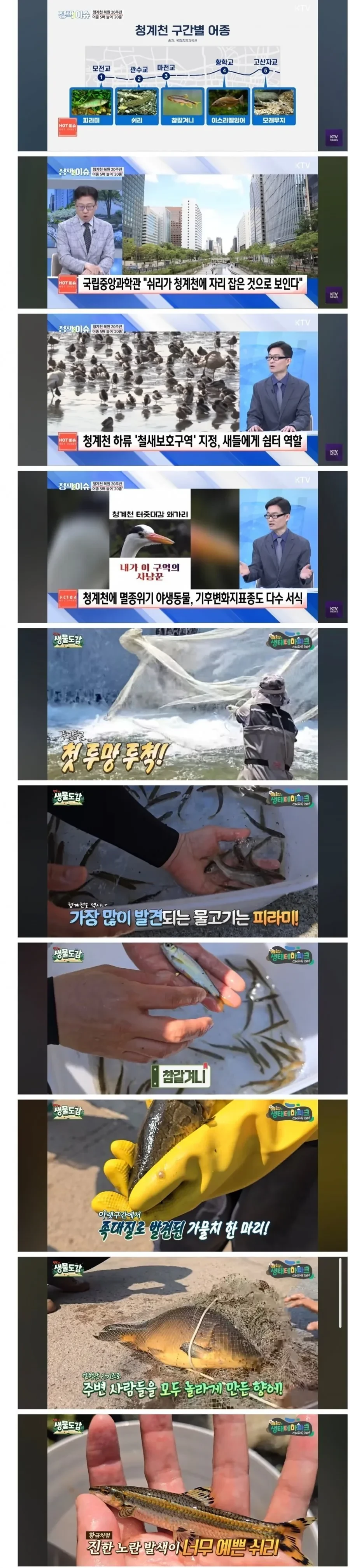 요즘 청계천 근황 ㄷㄷ ㄷㄷ ㄷㄷ ㄷㄷ.jpg