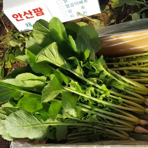 [ㅋㅍ]안산팜 사계절 아삭아삭 맛있는 열무 GAP 저탄소 인증( 10,800원, 38% 할인)