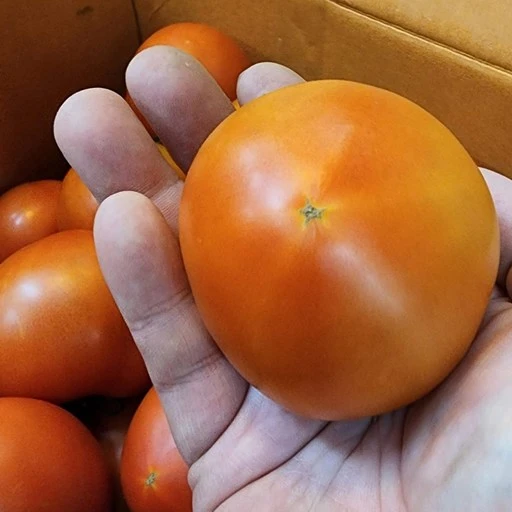 [ㅋㅍ]<과일싸다구> 완숙 찰 토마토 쥬스용, 혼합과2.5kg, 1개( 8,400원, 21% 할인)