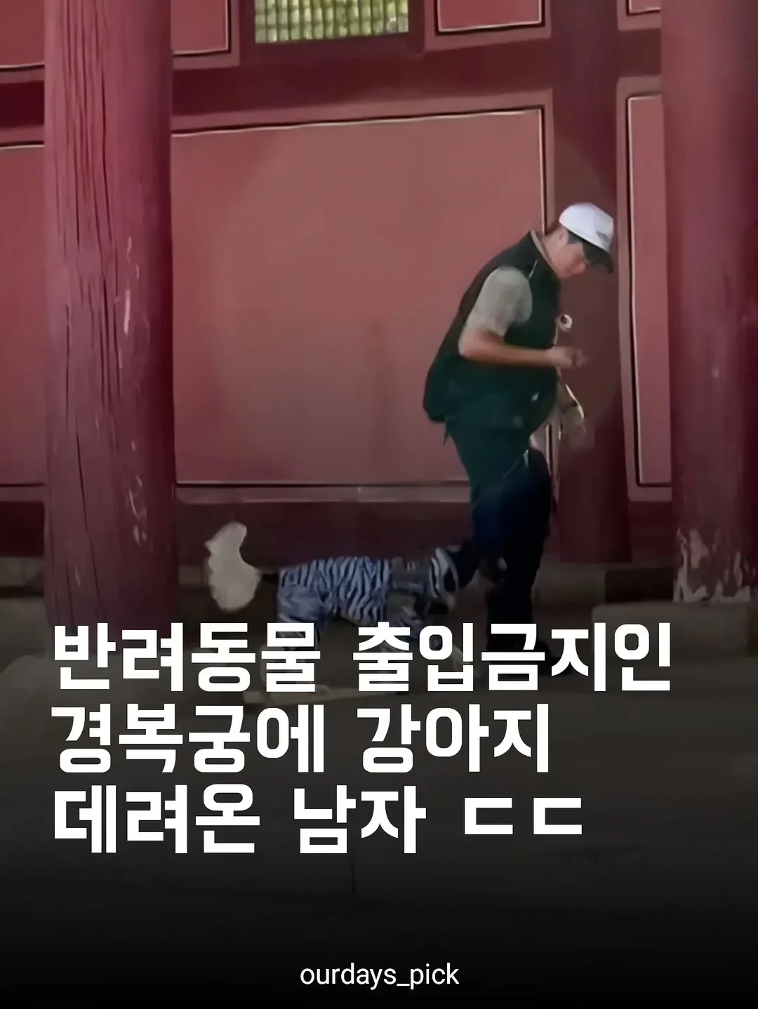 강아지 출입금지인 경복궁에 강아지 데려갔다고함