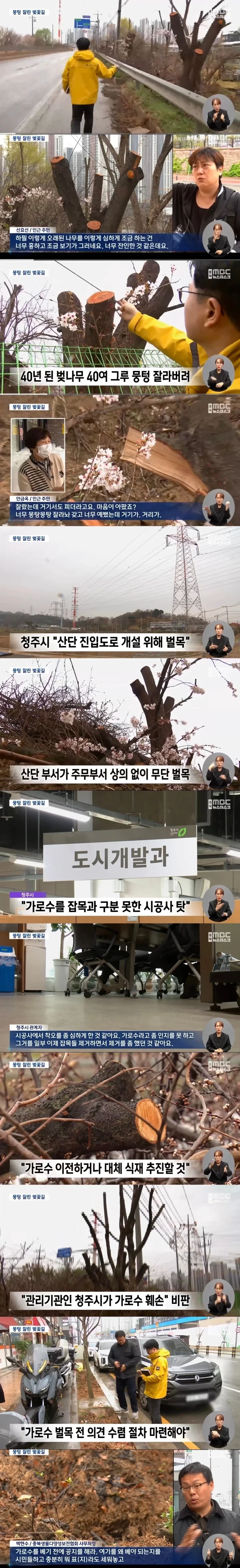 40년된 벚나무 가로수 베어버린 청주시