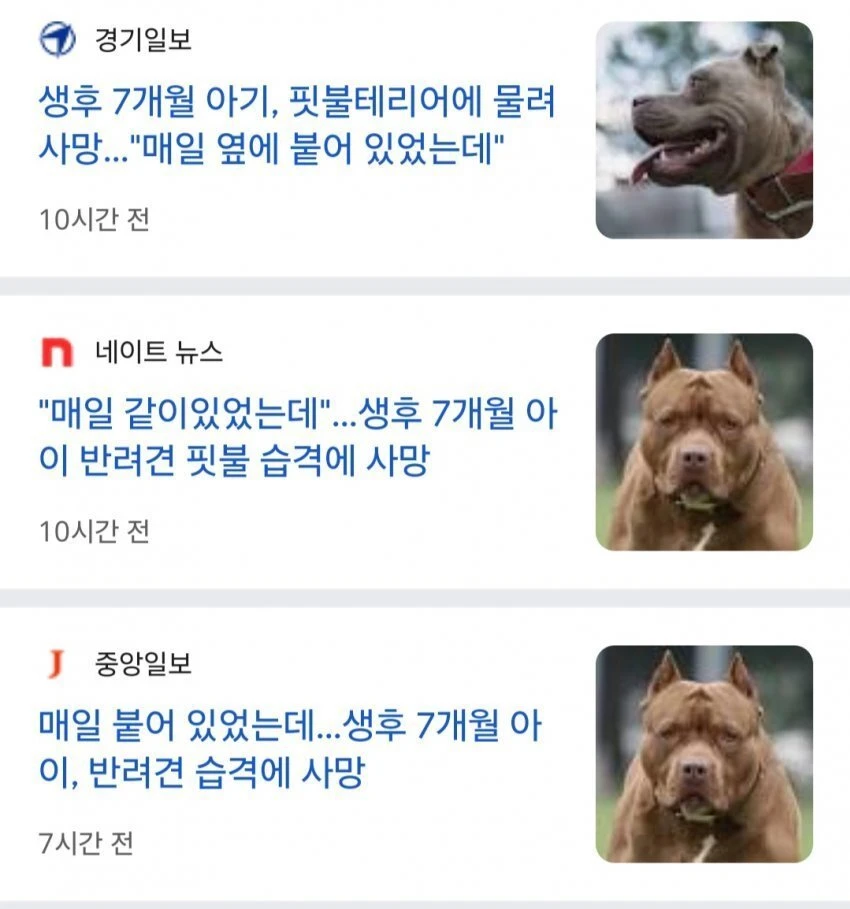 생후 7개월 아기 반려견에 물려 사망