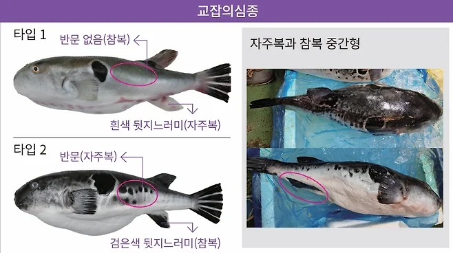 공포의 요즘 복어 근황 ㄷ