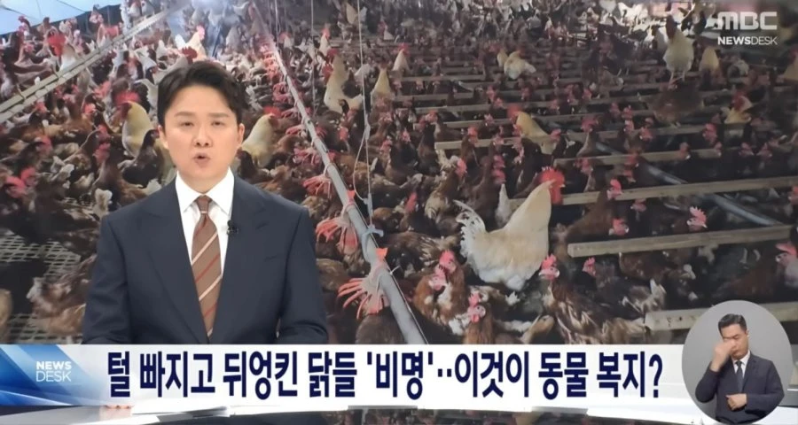 동물복지 계란의 반전 충격