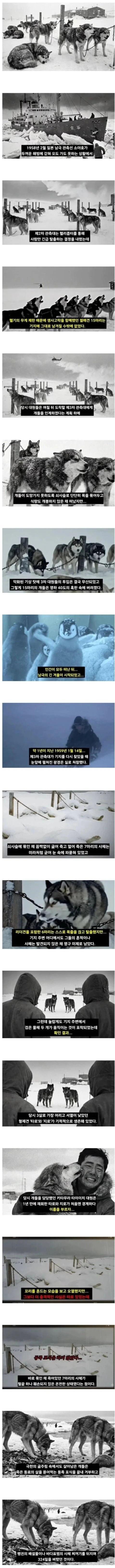 남극에 15마리 개를 버리고 간 일본 관측대.jpg