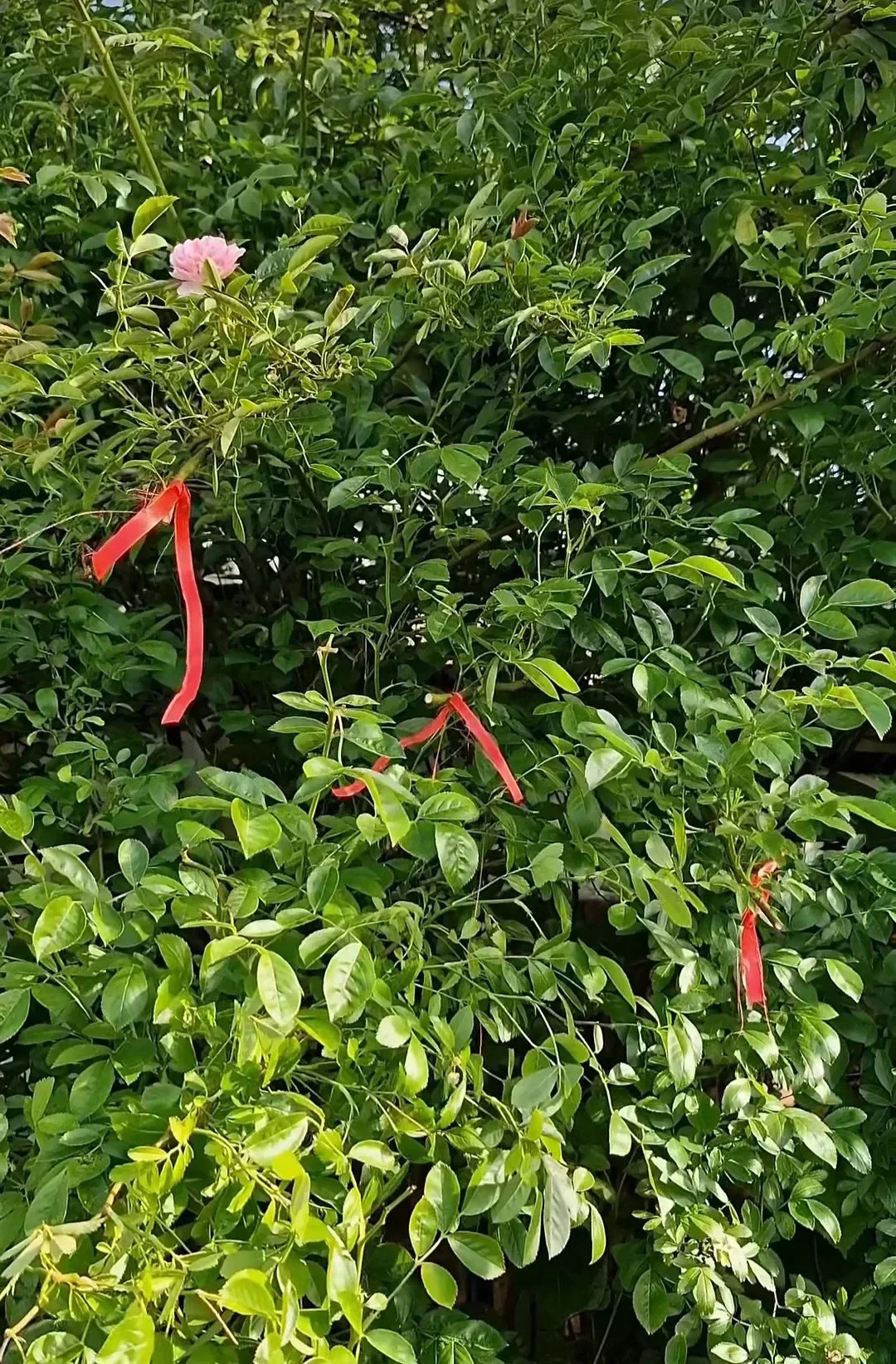20260626063330_LaXRm8IXsG.webp