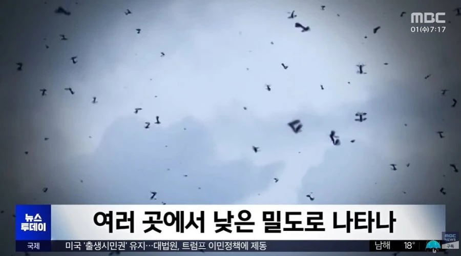 러브버그 어디 갔지? 넓게 퍼져서 잘 안 보여