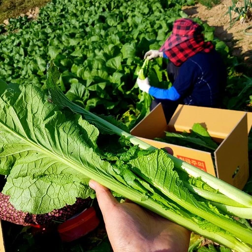 [ㅋㅍ]현옥이네 여수 돌산갓 25년 당일수확 선도최고 여수갓 생갓, 10kg, 1박스( 19,900원, 43% 할인)