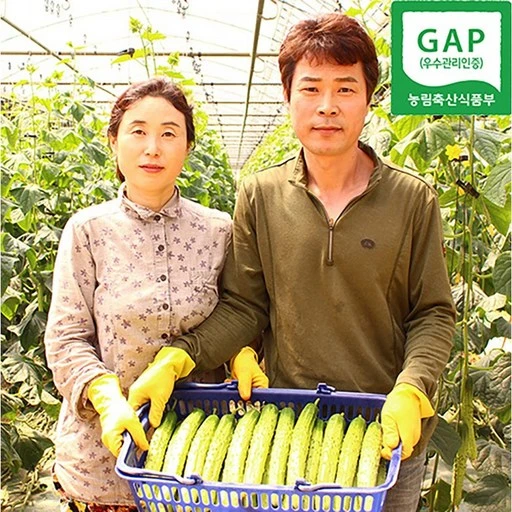 [ㅋㅍ]팔도명인 경북상주 백다다기 흑침오이, 백다다기 흑침오이 ..., 1박스( 17,300원, 30% 할인)