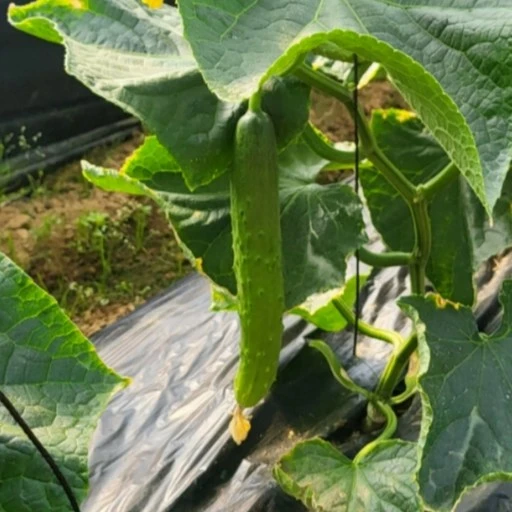[ㅋㅍ][굿피플] 못난이 취청오이 국내산취청오이 못난이오이 오이 유기농오이 백오이 가시오이, 오이 취청 10kg..., 1박스( 29,960원, 33% 할인)
