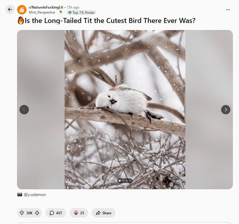 레딧서 핫한 사진 몇장