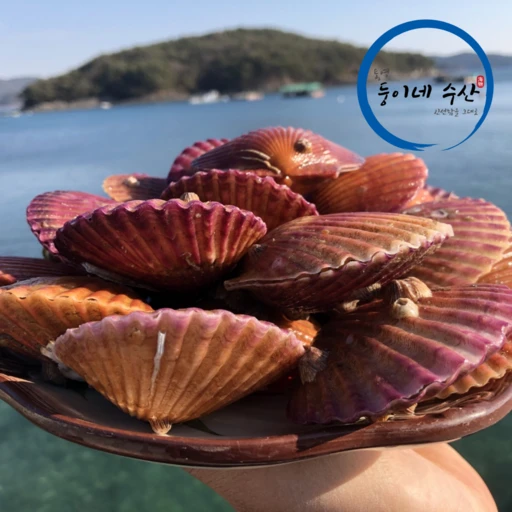 [ㅋㅍ]통영둥이네수산 세척 선별 통영 제철 비단 홍 가리비 3kg (초장증정), 3kg, 1개( 12,680원, 32% 할인)