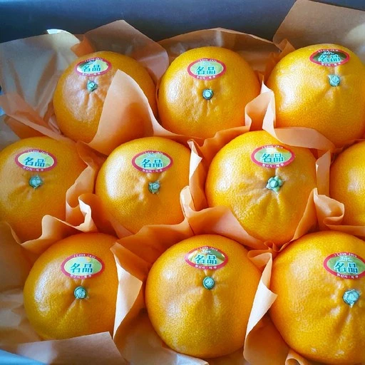 [ㅋㅍ][농장직송] 제주 프리미엄 고당도 천혜향 15brix, 3kg, 1개( 18,500원, 38% 할인)