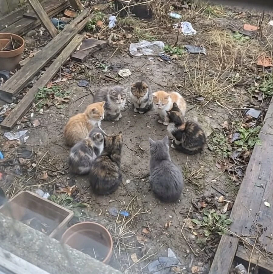 얘네들 뭐하는건지 아시는 분?.gif