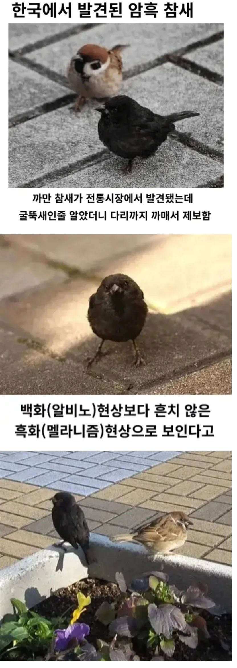 한국에서 발견된 암흑 참새
