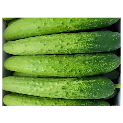 [ㅋㅍ]야채왕 백오이 10개( 9,000원, 42% 할인)