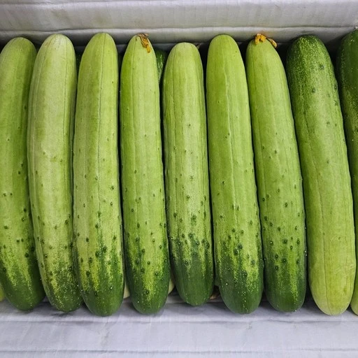 [ㅋㅍ][싱싱냠냠] 국내산 백다다기오이 백오이 다다기오이, 3kg(가정용), 1박스( 13,600원, 31% 할인)