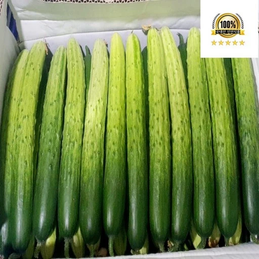 [ㅋㅍ]국내산 백오이 백다다기 오이 상, 2kg(8-10개), 1개( 6,900원, 34% 할인)