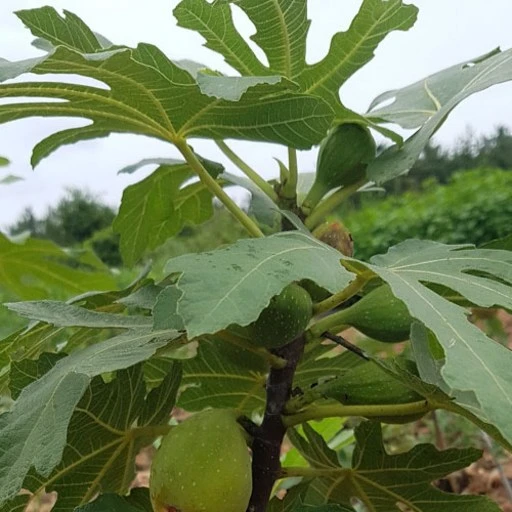 [ㅋㅍ]무화과 바나네 청무화과 3년 분달이 특묘목 당해열매결실, 바나네1년4치포트묘..., 1개( 10,000원, 29% 할인)