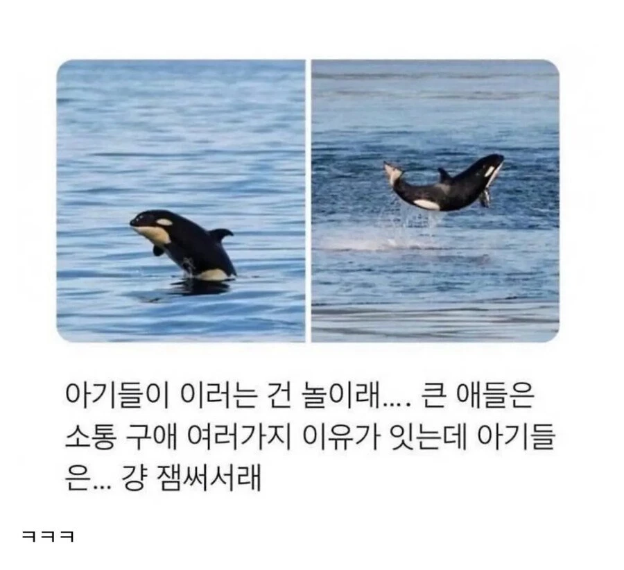 엄마 고래 따라하는 아기 고래..gif