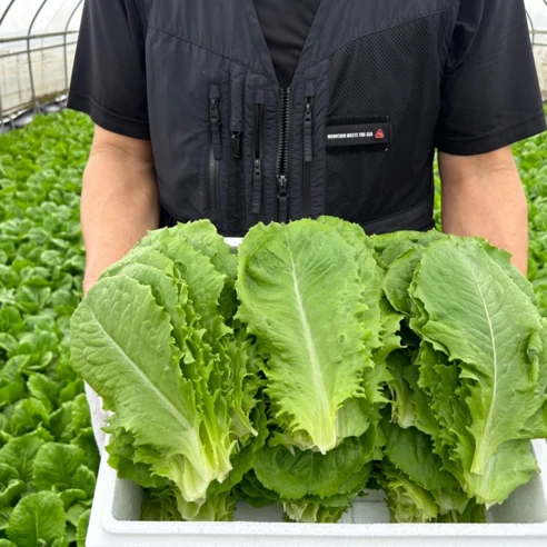[ㅋㅍ][사계절청년농부] 아삭한 국내산 로메인 상추 농장 산지 직송, 1kg, 1박스( 8,900원, 30% 할인)