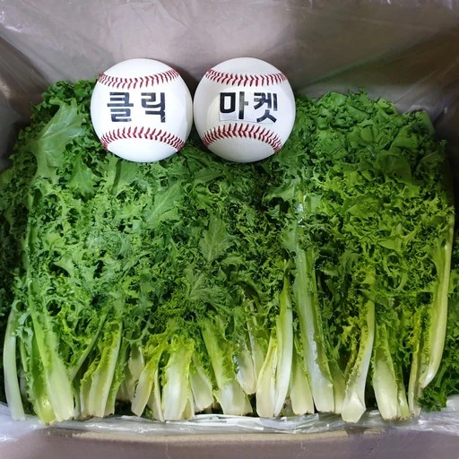 [ㅋㅍ]클릭마켓 국내산 치커리 2kg 쌈채소 샐러드( 8,000원, 50% 할인)