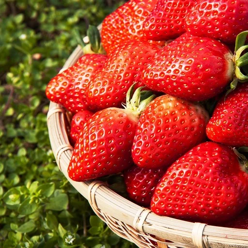 [ㅋㅍ][산지직송] 고당도 하우스 설향 딸기 brix 12-15, 딸기 1kg(2팩), 1개( 11,900원, 31% 할인)