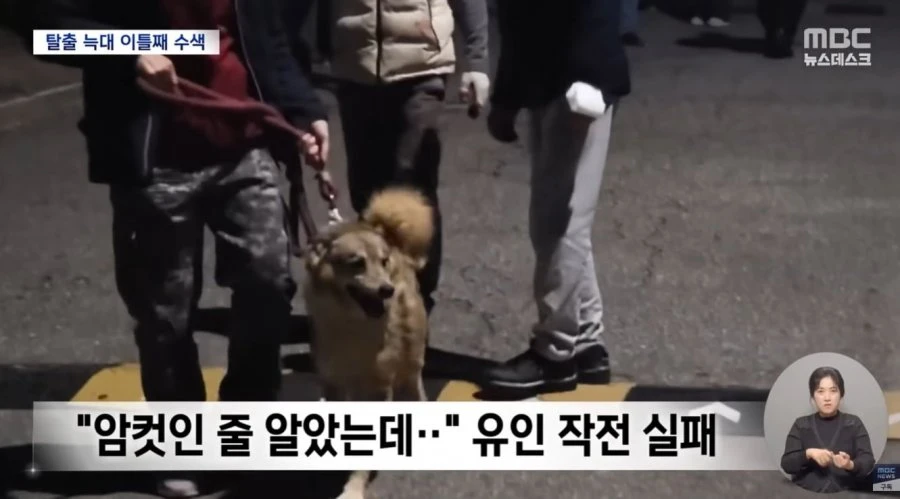 대전 탈출 늑대 암컷으로 유인작전 근황.JPG