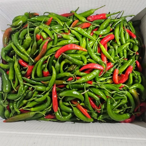 [ㅋㅍ]국내산 청양고추 땡초 매운고추 대량 식자재 5KG( 30,000원, 34% 할인)